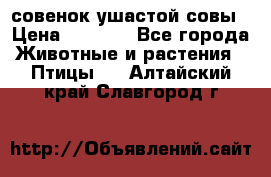 совенок ушастой совы › Цена ­ 5 000 - Все города Животные и растения » Птицы   . Алтайский край,Славгород г.